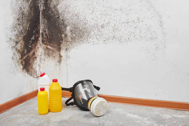 Best Health and Safety Mold Remediation in Honeyville, UT