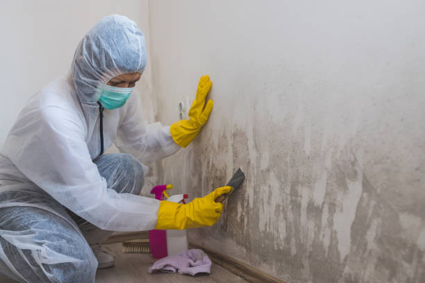 Best Basement Mold Remediation in Honeyville, UT