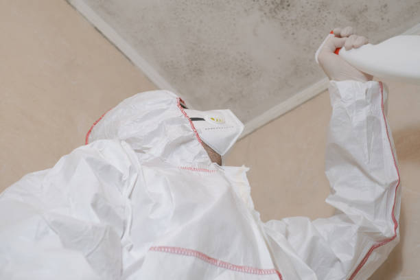 Best Industrial Mold Remediation in Honeyville, UT