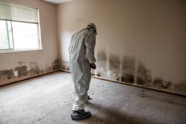 Best Residential Mold Remediation in Honeyville, UT